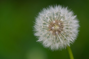 Fototapeta premium dandelion on background of green grass