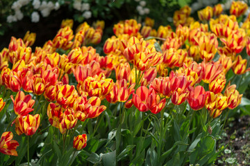 Colorfull spring flowers