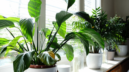 Pflanzen in einer Wohnung vor dem Fenster