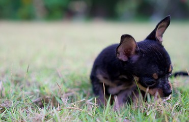 Black Puppy on grass . Baby Chihuahua outdoor with grass background. Black tan colour of Chihuahua puppy.