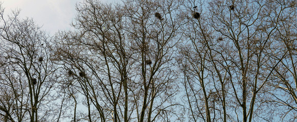 nids d'oiseaux sur les branches des arbres contre le ciel bleu