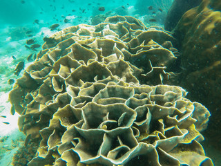 colorful coral reef in tropical