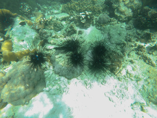 Sea urchins on a coral
