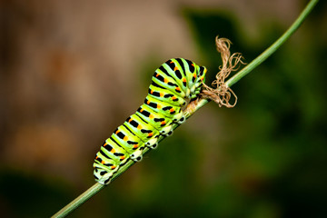 Caterpillar walking on a single steam of grass carrying a dried little grass piece