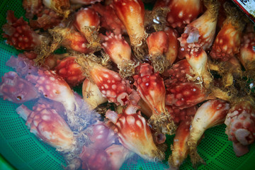 Fishes at market 