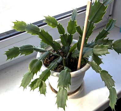 young Christmas cactus in a pot on the windowsill