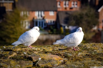Doves