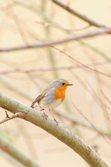 Robin European robin Erithacus rubecula sitting on a branch
