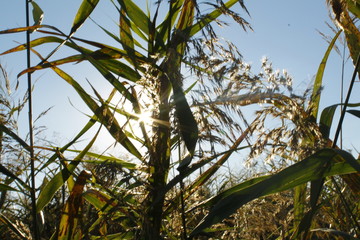 tree in field