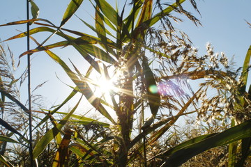 corn in field