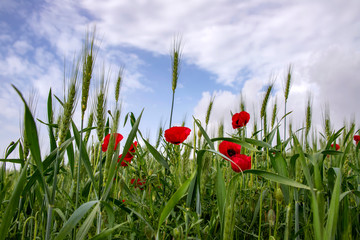 Green spikelets of wheat with a red poppy flowers against blurred background of blue sky with clouds.