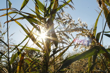 corn in field