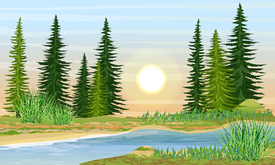 River bank with grass, fir trees and bushes. Sunset or sunrise in summer. Wild nature of Russia, Europe, USA and Canada. Realistic Vector Landscape