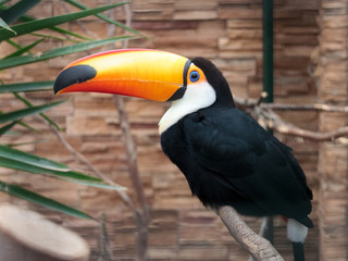 Toucan bird at zoo park