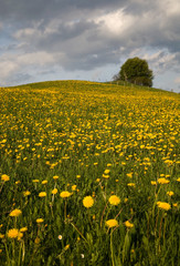 Blumenwiese bei Schwangau