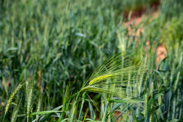 Two green spikelets of wheat on a blurred green background.