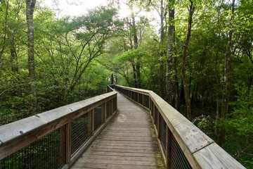 Boardwalk Leading into the Forest