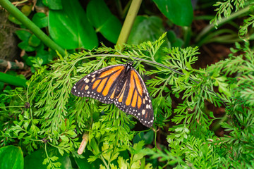 Monarch butterfly (Danaus plexippus), with open wings, on a green leaf