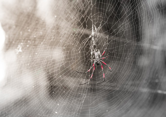 Nephila inaurata, golden web spider sitting in its large web against a forest background, black e white bw desaturted