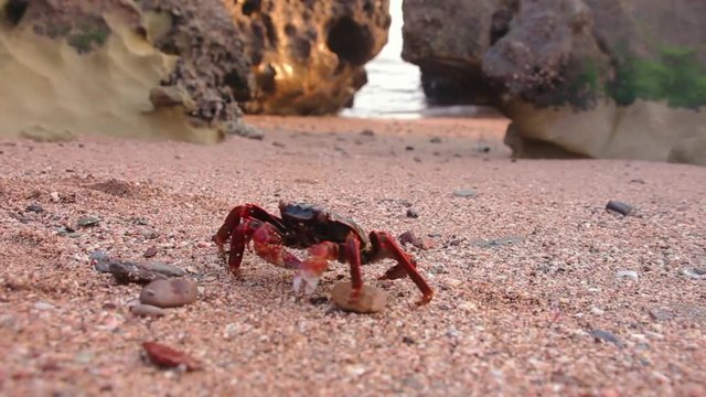 A red crab, moving on a sandy beach with rocks in the sunset of the island of Hormuz, Iran
