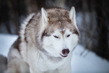 Gorgeous and free Siberian Husky dog sitting on the snow path in the winter forest at sunset.