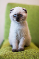 kitten scottish british meynkun munchkin silver golden green