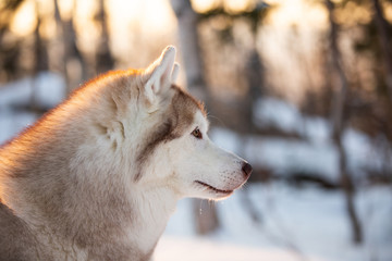 Beautiful, cute and free Siberian Husky dog sitting on the snow path in the winter forest at sunset.