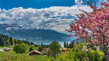 Switzerland, panoramic view on lake Thunersee and Alps from Beatenberg