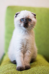 Obraz premium kitten scottish british cat burma munchkin animals