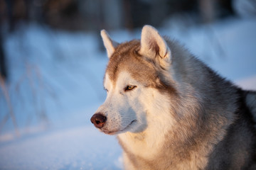 Beautiful, happy and free Siberian Husky dog lying on the snow path in the winter forest at golden sunset