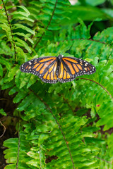 Monarch butterfly (Danaus plexippus), with open wings, on a green leaf