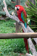 Scarlet macaw at zoo park