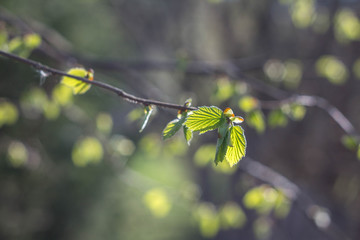 fresh young leaves blooming in spring on a blurred background