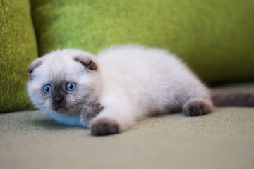 kitten scottish british meynkun munchkin silver golden green