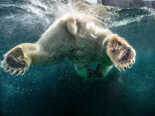 Fotobehang Actie close-up van ijsbeer met grote poten onderzees zwemmen met bubbels onder het wateroppervlak in een dierentuin in het wild levende dieren aquarium - Concept van gevaarlijke klimaatverandering, bedreigde wilde dieren © HAngelica