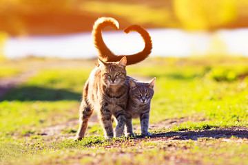 a pair of cute lovers striped cat walking on a Sunny path in a warm spring garden twisting their...