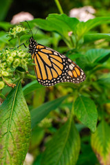 Fototapeta premium Monarch butterfly (Danaus plexippus), on a green flower