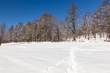 Trees covered with hoarfrost and snow in mountains