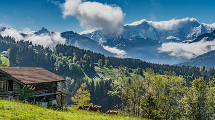 Fototapeta premium Switzerland, wonderful view on snow Alps near Beatenberg village