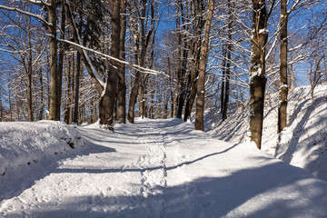 Winter road running between the frozen trees