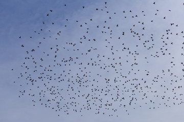Flock of Common Starling (Sturnus vulgaris) flying with blue sky in background.