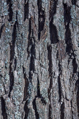 background bark of an old thick tree