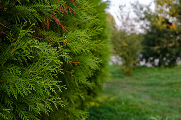 green hedge
