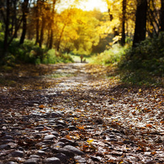 Autumn park in fine weather