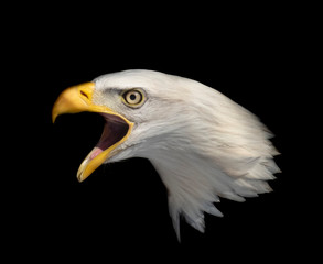 isolated american bald eagle head with a black background