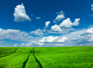 green field and blue sky