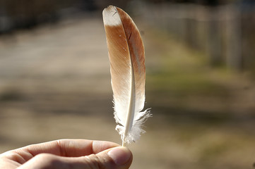 bird feather in hand