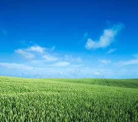 green field and blue sky