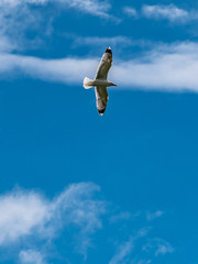 Bird flying high in the blue sky