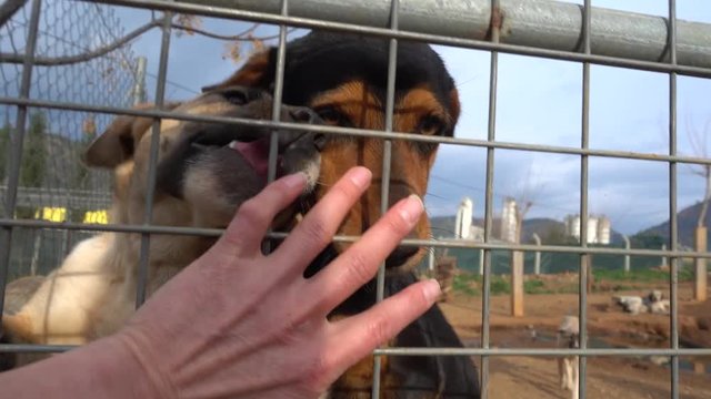 4K Mongrel dogs struggling to get some love from behind the metal net at the sanctuary, audio